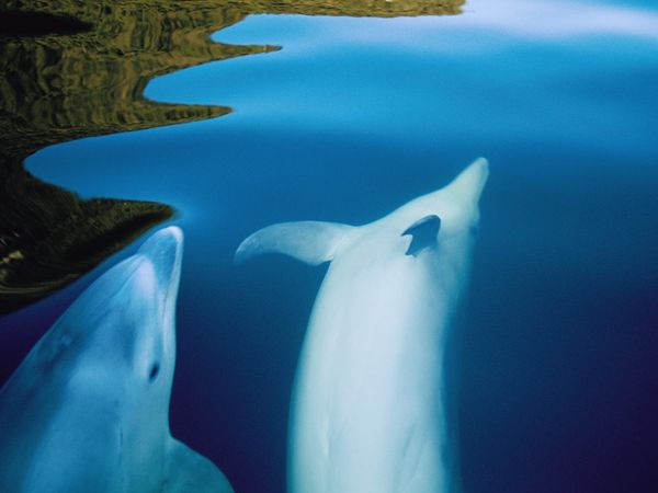 Swimming with dolphins off the shore of New Zealand was a truly wonderful and awe inspiring experience.